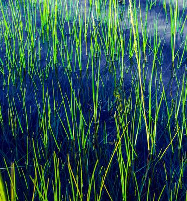 Seagrass #1 thumb