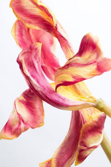 Original Abstract Botanic Photography by John Stuart