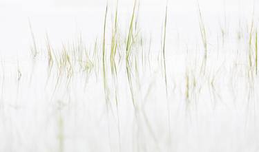 Grasses on White #1 - Limited Edition 1 of 25 thumb