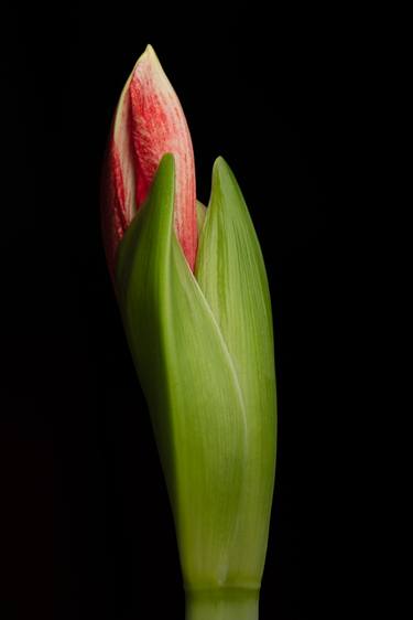 Amaryllis #2 - Limited Edition 1 of 25 thumb