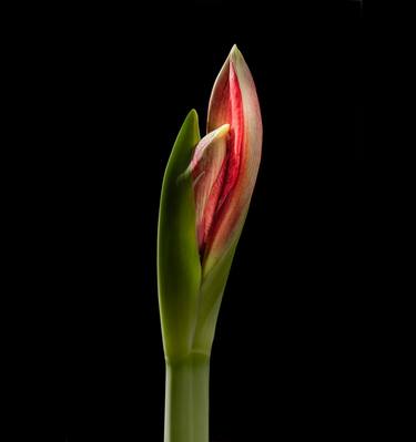 Original Documentary Floral Photography by John Stuart