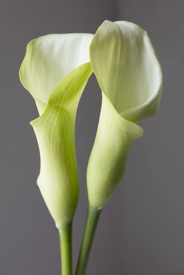 Original Documentary Floral Photography by John Stuart