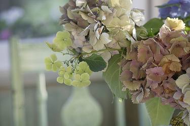 Hydrangeas #1 - Limited Edition 1 of 25 thumb