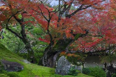 Daigoji Temple Tree, Japan - Limited Edition 1 of 50 thumb