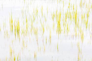 Grasses of the Wetlands #3 - Limited Edition 1 of 25 thumb