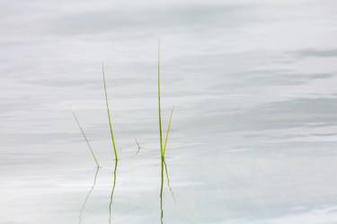 Grasses of the Wetlands #5 - Limited Edition 1 of 25 thumb