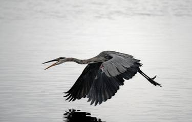 Great Blue Heron #1 - Limited Edition 1 of 25 thumb
