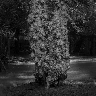 Original Documentary Tree Photography by John Stuart