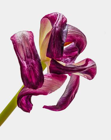 Dry Tulip 2019 #1 - Limited Edition of 25 thumb