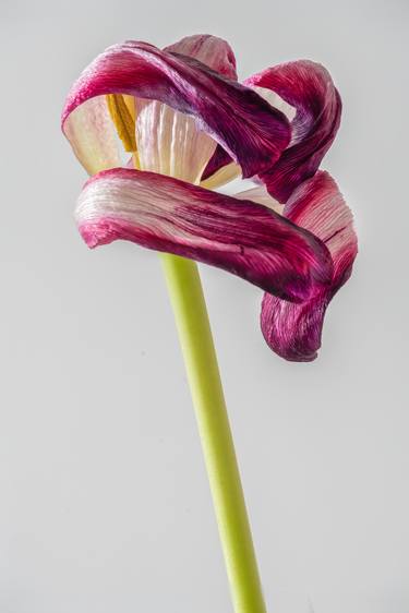 Dry Tulip 2019 #2 - Limited Edition of 25 thumb