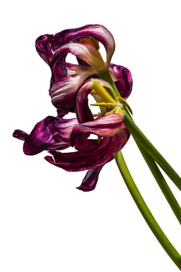 Dry Tulips 2019 #3 - Limited Edition of 25 thumb