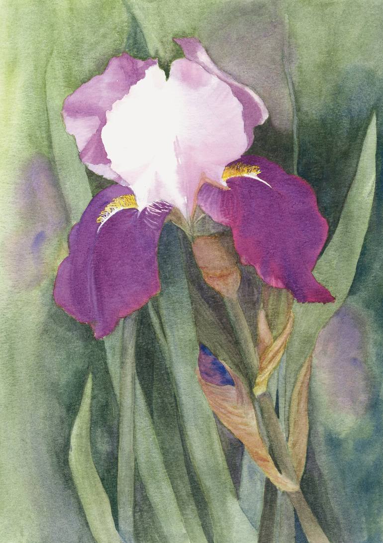 Iris Painting by Jacki Stokes | Saatchi Art