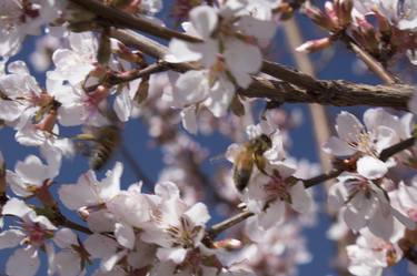 Bees and Cherry Blossoms thumb