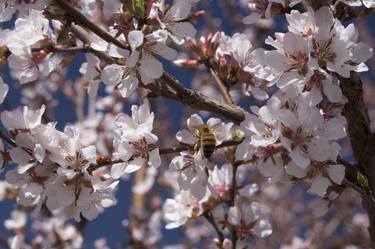 Bees and Cherry Blossoms thumb