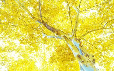 Original Contemporary Botanic Photography by Winifred Helton-Harmon