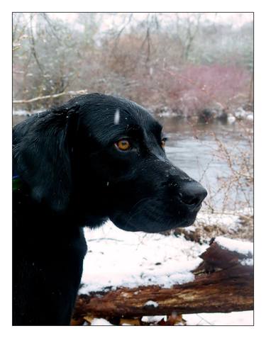 Hunting Dog thumb