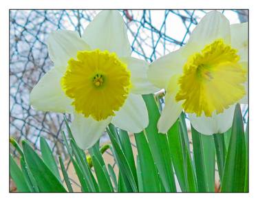 Original Documentary Floral Photography by Moda  Monterotti 