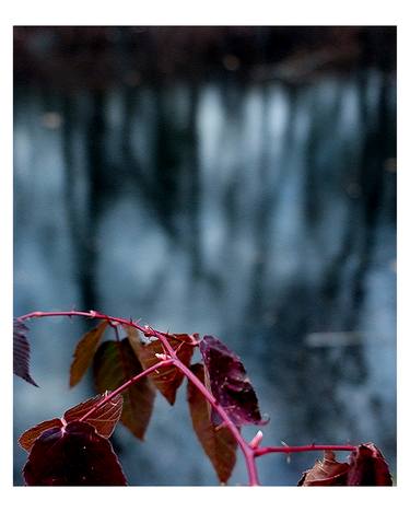 Red Ivy thumb