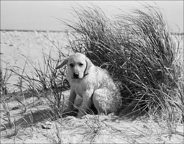 Original Documentary Dogs Photography by Moda Monterotti