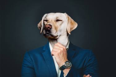 Business Dog thumb