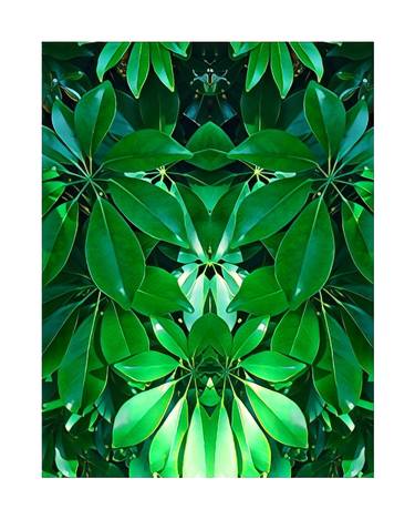 Original Contemporary Botanic Photography by Sandra Roberts