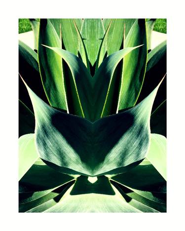 Agave Abstraction thumb