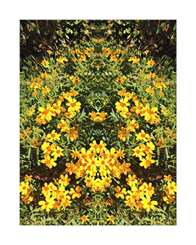 Original Garden Photography by Sandra Roberts | Contemporary Art on Paper | Yellow Daisy Design
