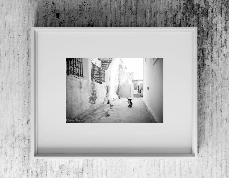 Original Street Art Animal Photography by Daniel Turan