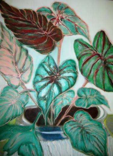 Caladiums thumb