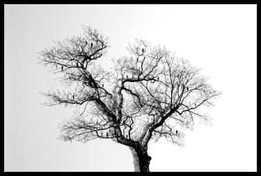Original Figurative Tree Photography by HORTENSE VARILLON