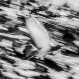 Bird In Flight by Erik Stouffer