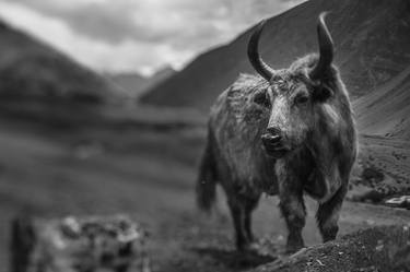 "Wild Yak at the Himalayas" thumb