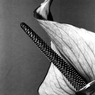 Print of Art Deco Floral Photography by Andrey Maltsev