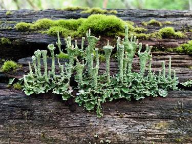 Lichen Moss Castle thumb