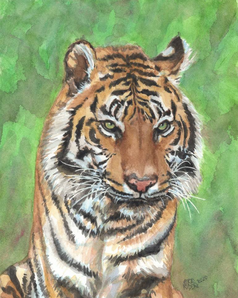 Bengal Tiger (Panthera tigris tigris) Dimensions & Drawings