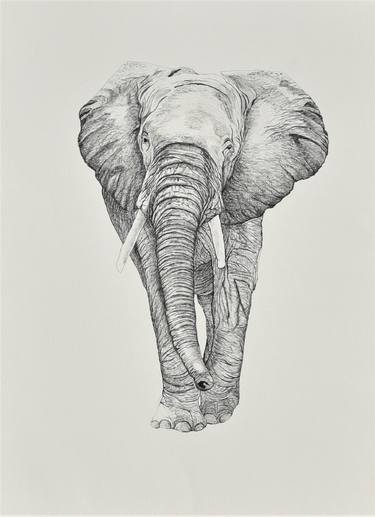 Original Realism Animal Drawings by Amanda Tonkin-Hill