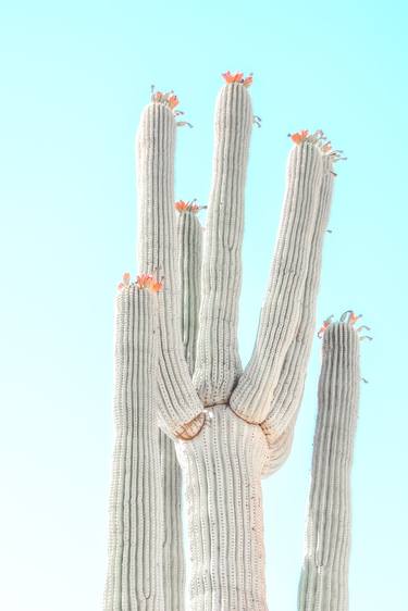 Cactus Flowers thumb