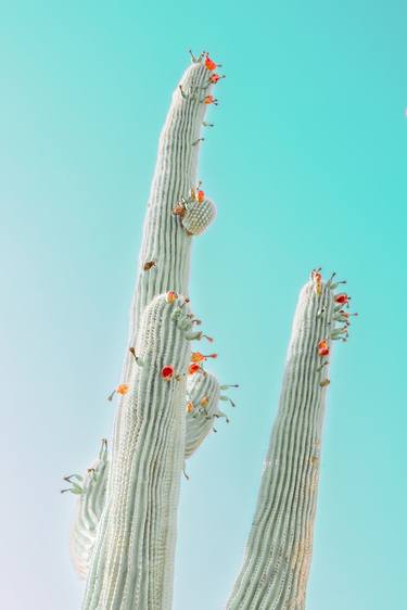 Flowering Saguaro, Pale Turquoise thumb