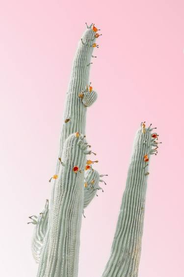 Flowering Saguaro, Rose Quartz thumb