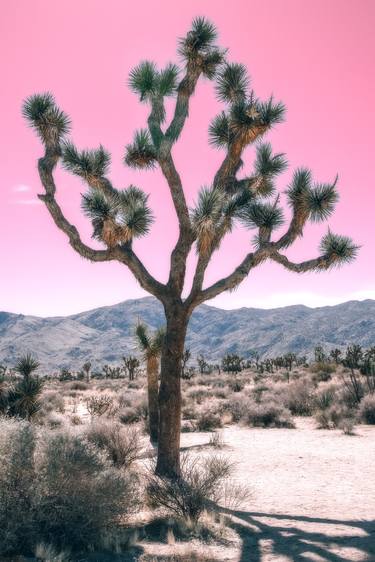 Original Surrealism Nature Photography by Kristin Hart