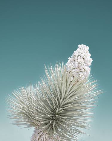 Original Fine Art Botanic Photography by Kristin Hart