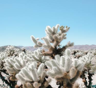 CHOLLA GARDEN, CRYSTAL BLUE thumb