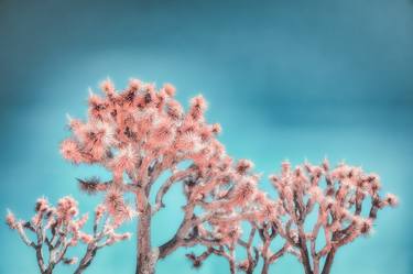 Original Fine Art Nature Photography by Kristin Hart