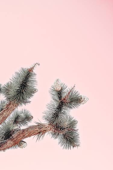 Saatchi Art Artist Kristin Hart; Photography, “Blooms, Coral Dust” #art
