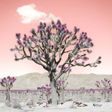 SHADES OF PINK, JOSHUA TREE thumb