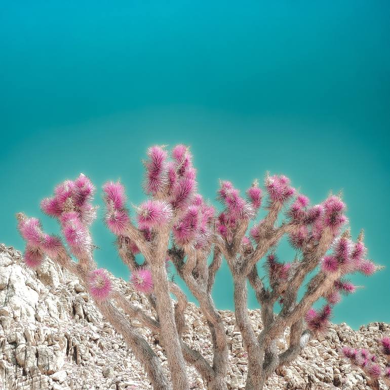 Original Surrealism Nature Photography by Kristin Hart