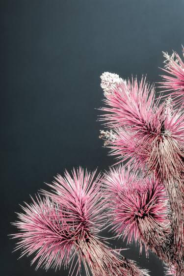 DESERT BLOOMS, ROSY thumb