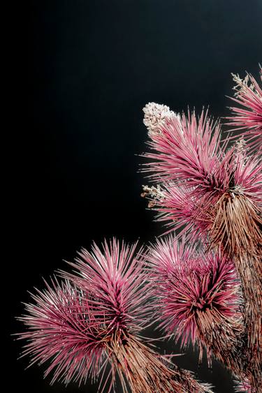 Original Surrealism Botanic Photography by Kristin Hart