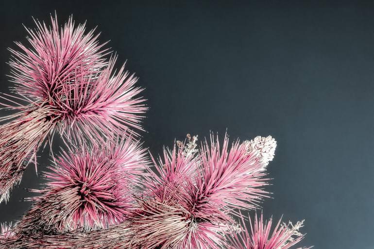Original Contemporary Botanic Photography by Kristin Hart