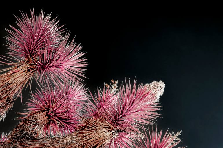 Original Contemporary Botanic Photography by Kristin Hart
